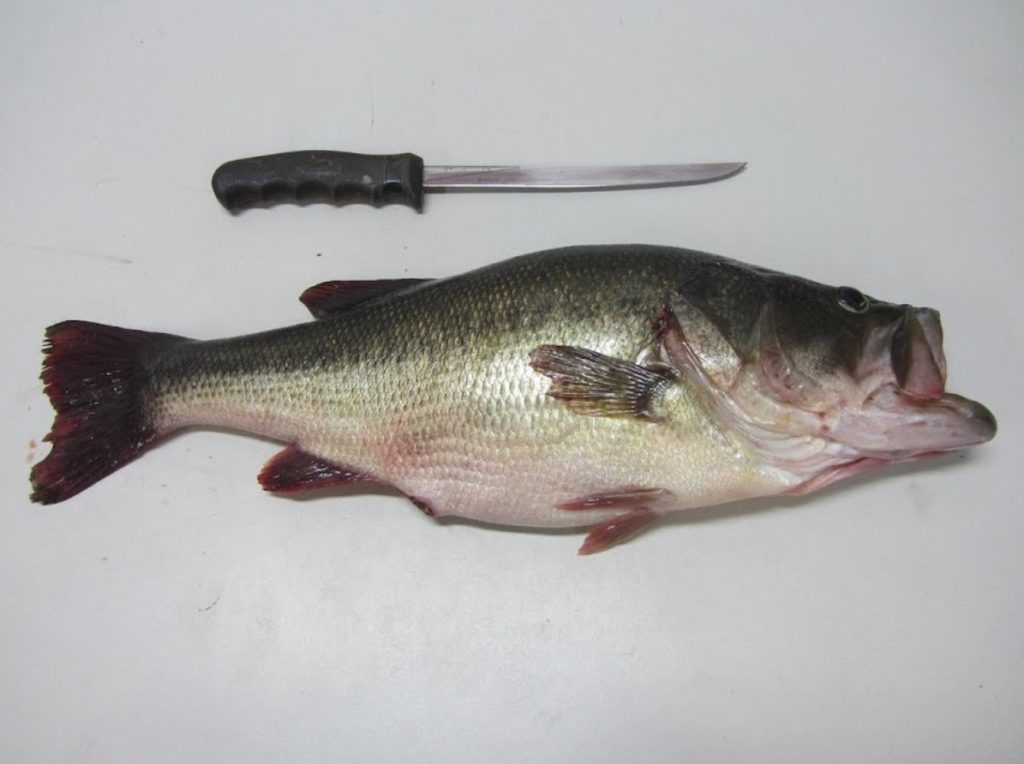 How to Fillet Bass Kitchen Aim